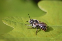 Včela - Apiformes sp., PR Dubno, 9.5.2012