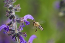 Včela medonosná - Apis mellifera, Jaroměř - cvičiště, 30.5.2010