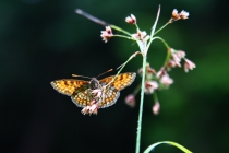 Hnědásek jitrocelový - Melitaea athalia , Krkonoše- Obří důl, 27.7.2012