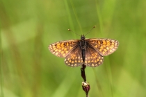 Hnědásek jitrocelový - Melitaea athalia , Náchod- hranice v Bělovsi, 25.6.2010