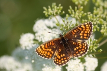 Hnědásek jitrocelový - Melitaea athalia , Náchod- hranice v Bělovsi, 2.7.2010 