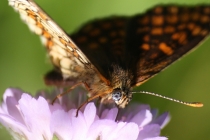 Hnědásek jitrocelový - Melitaea athalia , Náchod- hranice v Bělovsi, 27.7.2010 