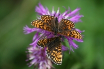 Hnědásek jitrocelový - Melitaea athalia , Náchod- hranice v Bělovsi, 4.7.2012