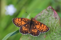 Hnědásek jitrocelový - Melitaea athalia , Nad Golaczówem, 18.6.2014 