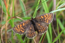 Hnědásek jitrocelový - Melitaea athalia , Nad Golaczówem, 18.6.2014 