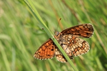 Hnědásek jitrocelový - Melitaea athalia , Nad Golaczówem, 18.6.2014 