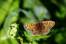 Hnědásek jitrocelový - Melitaea athalia , PR Dománovický les, 29.5.2011 