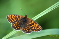 Hnědásek jitrocelový - Melitaea athalia , Rogowa Kupa, 22.6.2013