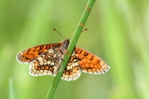 Hnědásek jitrocelový - Melitaea athalia , Rogowa Kupa, 22.6.2013