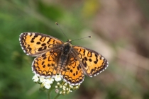 Hnědásek jižní - Melitaea trivia , Makedonie- Šar Planina, 6.7.2013 