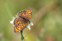 Hnědásek jižní - Melitaea trivia , Makedonie- Šar Planina, 7.7.2013 