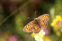 Hnědásek jižní - Melitaea trivia , Makedonie- Šar Planina, 7.7.2013 