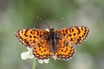 Hnědásek jižní - Melitaea trivia , Makedonie- Šar Planina, 7.7.2013 