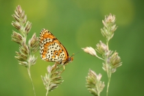 Hnědásek kostkovaný - Melitaea cinxia , Eibenthal, 11.6.2015 