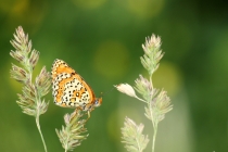 Hnědásek kostkovaný - Melitaea cinxia , Eibenthal, 11.6.2015 