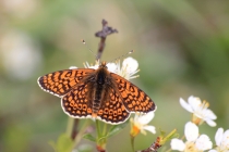 Hnědásek kostkovaný - Melitaea cinxia, Havranické vřesoviště, 2.5.2015 