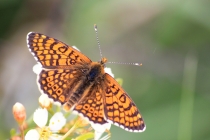 Hnědásek kostkovaný - Melitaea cinxia, Havranické vřesoviště, 2.5.2015 