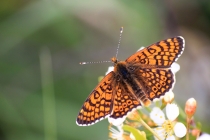 Hnědásek kostkovaný - Melitaea cinxia, Havranické vřesoviště, 2.5.2015 