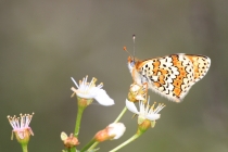 Hnědásek kostkovaný - Melitaea cinxia, Havranické vřesoviště, 2.5.2015 