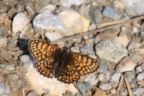 Hnědásek kostkovaný - Melitaea cinxia , Makedonie- Šar Planina, 10.7.2013