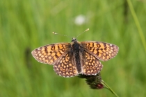 Hnědásek kostkovaný - Melitaea cinxia , Makedonie- Šar Planina, 10.7.2013