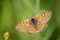 Hnědásek kostkovaný - Melitaea cinxia , Makedonie- Šar Planina, 10.7.2013