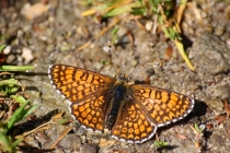 Hnědásek kostkovaný - Melitaea cinxia , Rumunsko- Banát, 6.5.2011