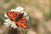 Hnědásek květelový - Melitaea didyma , Černá hora- Belogradske jezero, 10.7.2012