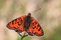 Hnědásek květelový - Melitaea didyma , Černá hora- Belogradske jezero, 10.7.2012