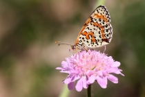 Hnědásek květelový - Melitaea didyma , Černá hora- Belogradske jezero, 11.7.2012