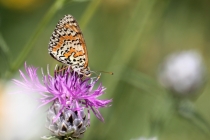 Hnědásek květelový - Melitaea didyma , Černá hora- Belogradske jezero, 11.7.2012