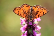 Hnědásek květelový - Melitaea didyma , Černá hora- Belogradske jezero, 9.7.2012 