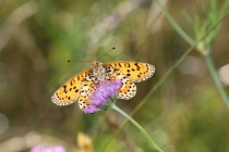 Hnědásek květelový - Melitaea didyma , Eibenthal, 9.6.2015 