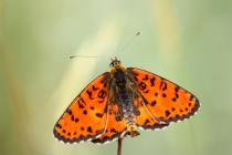 Hnědásek květelový - Melitaea didyma , Eibenthal, 9.6.2015 