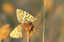 Hnědásek květelový - Melitaea didyma , Eibenthal, 9.6.2015 