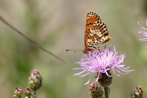 Hnědásek květelový - Melitaea didyma, Hraničky, 12.7.2014