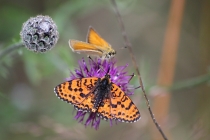 Hnědásek květelový - Melitaea didyma, Hraničky, 12.7.2014