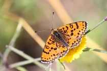 Hnědásek květelový - Melitaea didyma, Hraničky, 12.7.2014