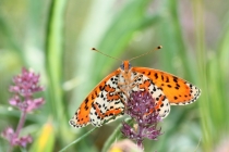 Hnědásek květelový - Melitaea didyma, Hraničky, 8.7.2013