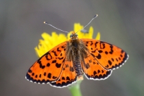 Hnědásek květelový - Melitaea didyma, Hraničky, 8.7.2013