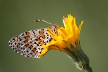 Hnědásek květelový - Melitaea didyma, Hraničky, 8.7.2013
