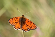Hnědásek květelový - Melitaea didyma, Pěčíkov, 8.7.2013
