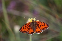Hnědásek květelový - Melitaea didyma, Pěčíkov, 8.7.2013