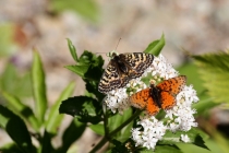 Hnědásek květelový - Melitaea didyma - samec a samice, Černá hora- Prokletie, 18.7.2012 