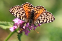 Hnědásek květelový - Melitaea didyma , samice, Černá hora- Belogradske jezero, 9.7.2012 