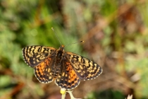 Hnědásek květelový - Melitaea didyma , Eibenthal, 9.6.2015 