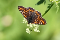 Hnědásek osikový - Euphydryas maturna , PR Dománovický les, 29.5.2011 
