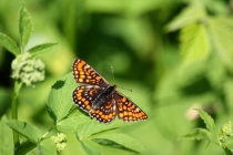 Hnědásek osikový - Euphydryas maturna , PR Dománovický les, 29.5.2011 