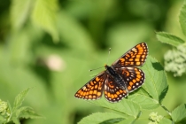 Hnědásek osikový - Euphydryas maturna , PR Dománovický les, 29.5.2011 