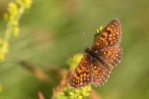 Hnědásek podunajský - Melitaea britomartis , Makedonie- Šar Planina, 7.7.2013 